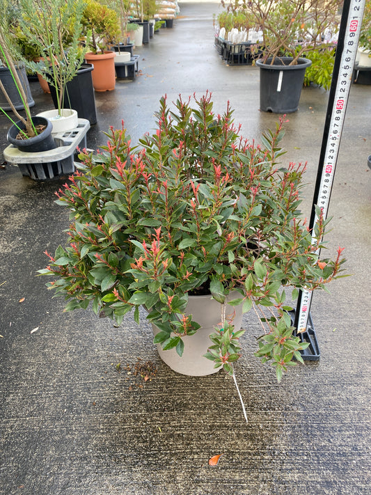 農場創業祭 No.26067 ベニカナメモチ チコ 8号グレーポット