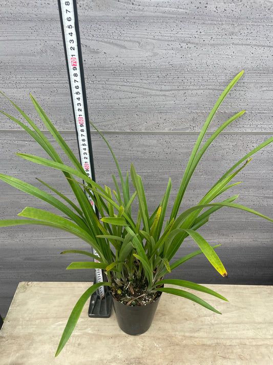 No.06030 シンビジューム 金稜辺 5号鉢