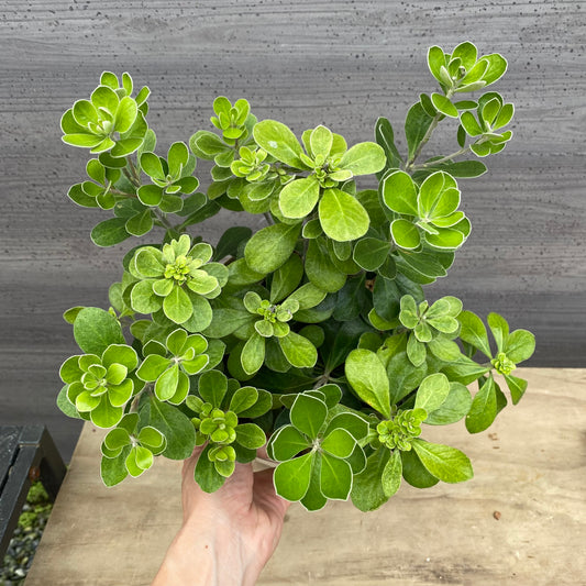 ピットスポルム クラッシフォリウム 6号スリット鉢/オリジナル色