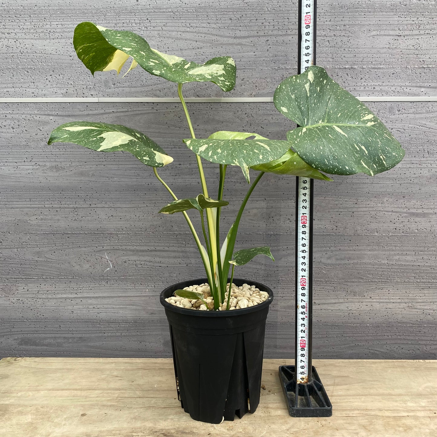 モンステラ タイコンステレーション No.1 黒ポット