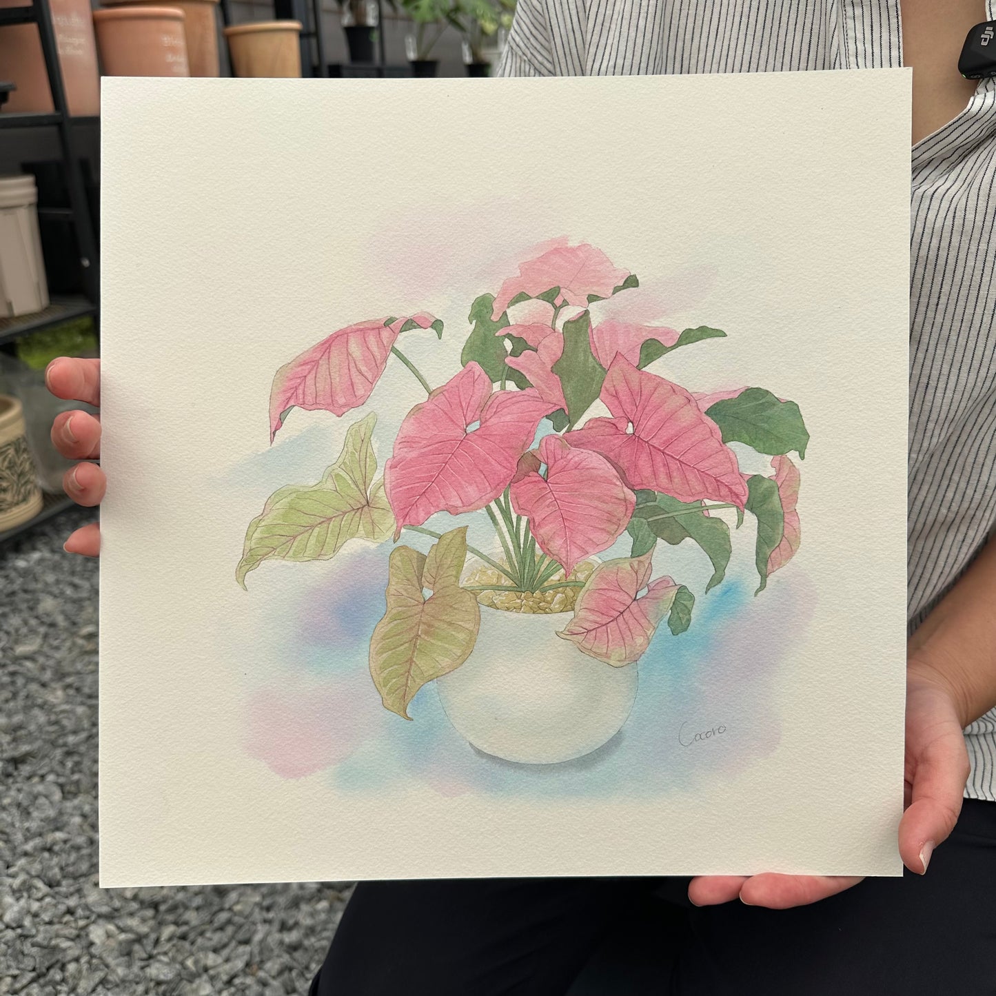 原画★シンゴニウム ネオン