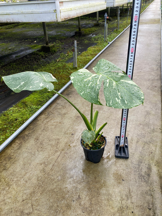 農場創業祭 No.26168 モンステラ タイコンステレーション 3号鉢