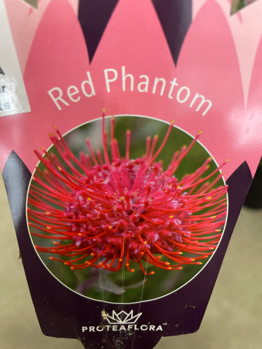 No.25010 リューコスペルマム レッドファントム 5号鉢