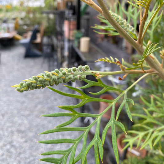 No.12008 グレビレア ピーチアンドクリーム 8号鉢