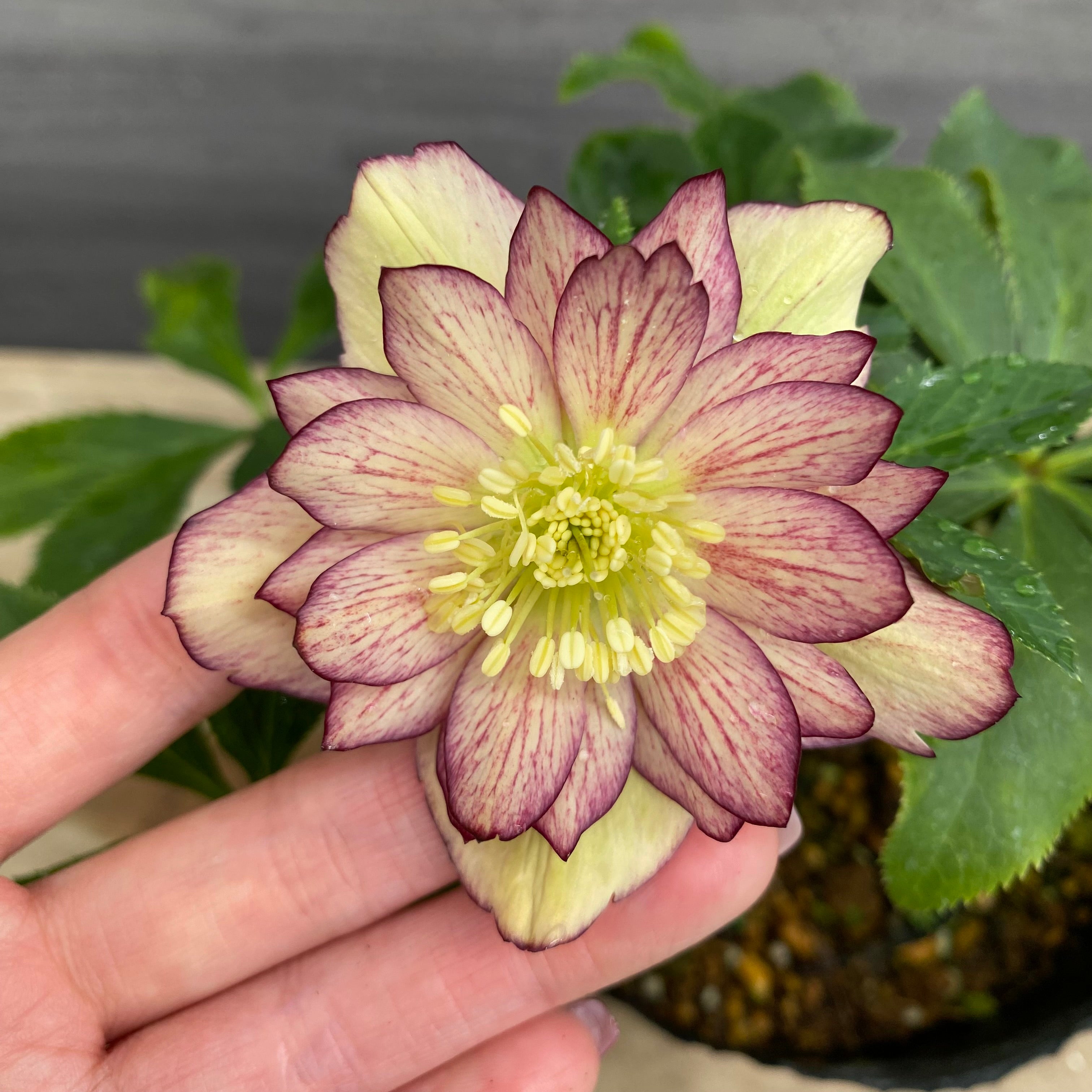 即売会 No.27082 クリスマスローズ ダブル咲き 4.5号苗ポット – 植物家族