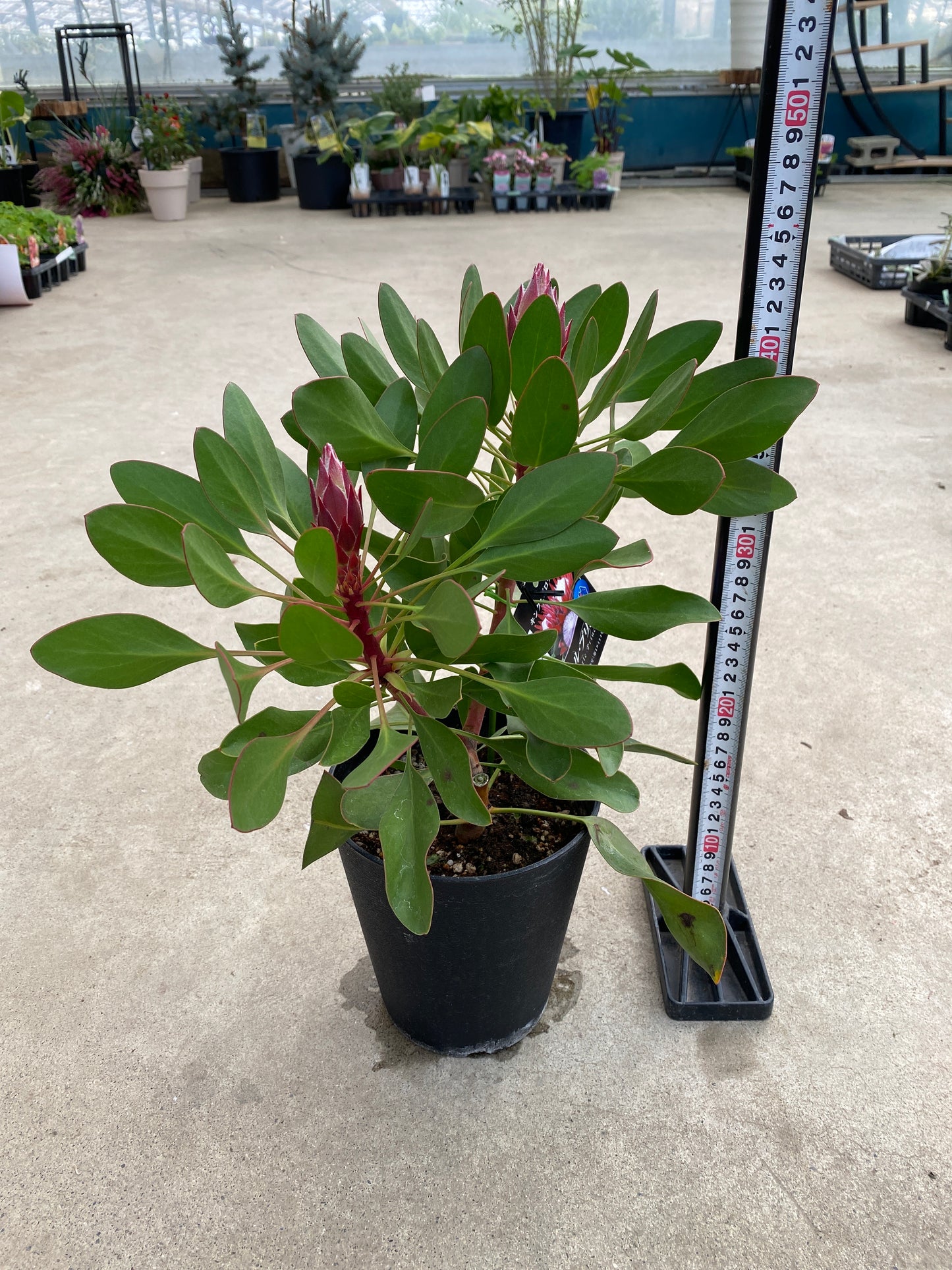 No.28032 キングプロテア リトルプリンス 5号鉢