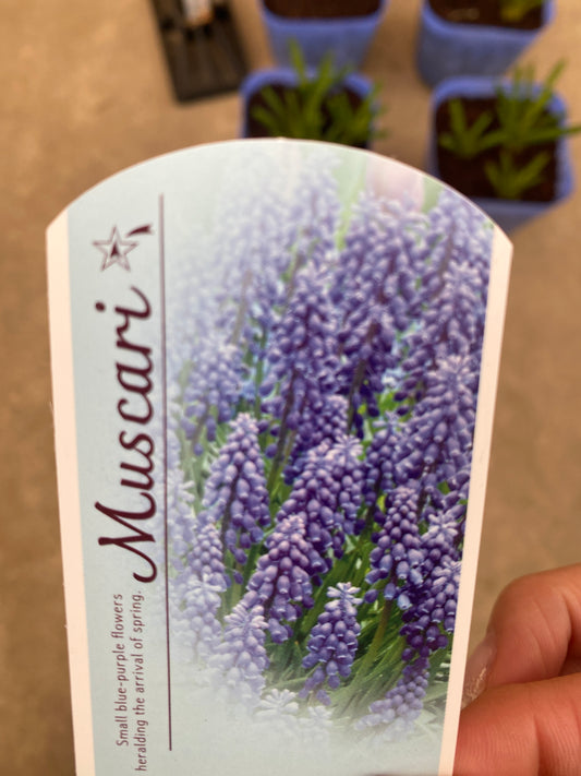 M005 ムスカリ 4個セット 3.5号苗ポット