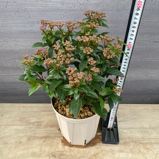 ビバーナムティヌス 6号スリット鉢/オリジナル色