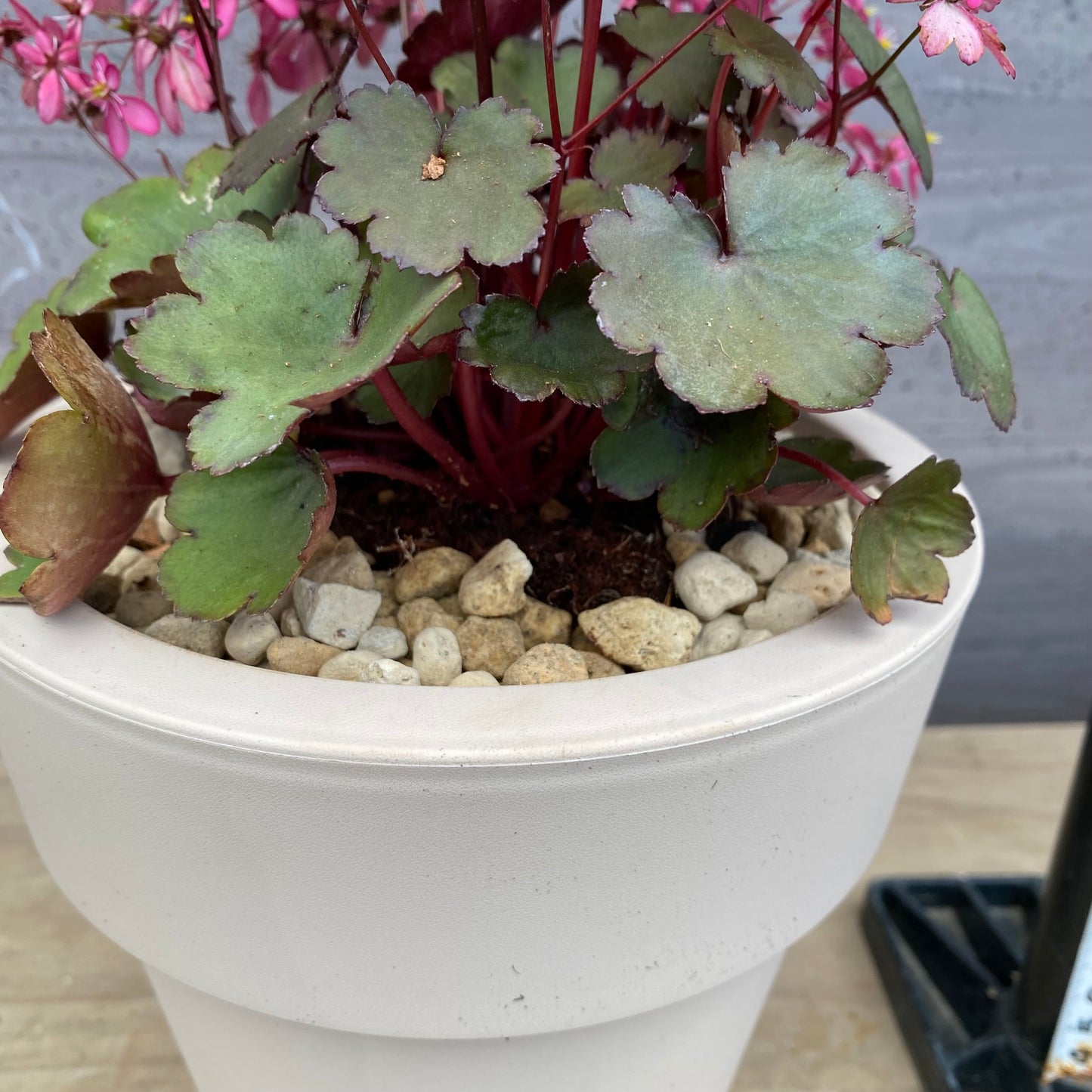 西洋大文字草 トニー 6号オリジナルポット