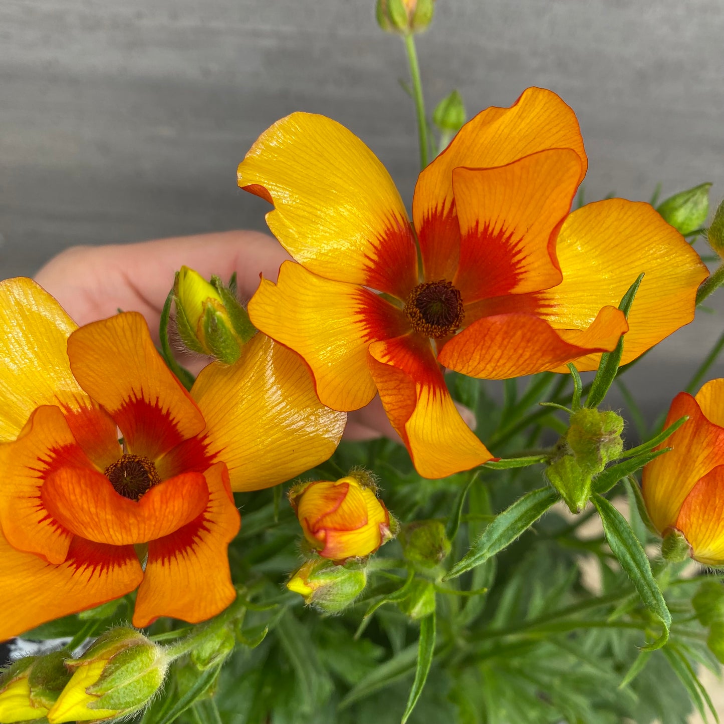 No.23005 ラナンキュラス ランドセルシリーズ モノケロス 7号おすすめ白ポット