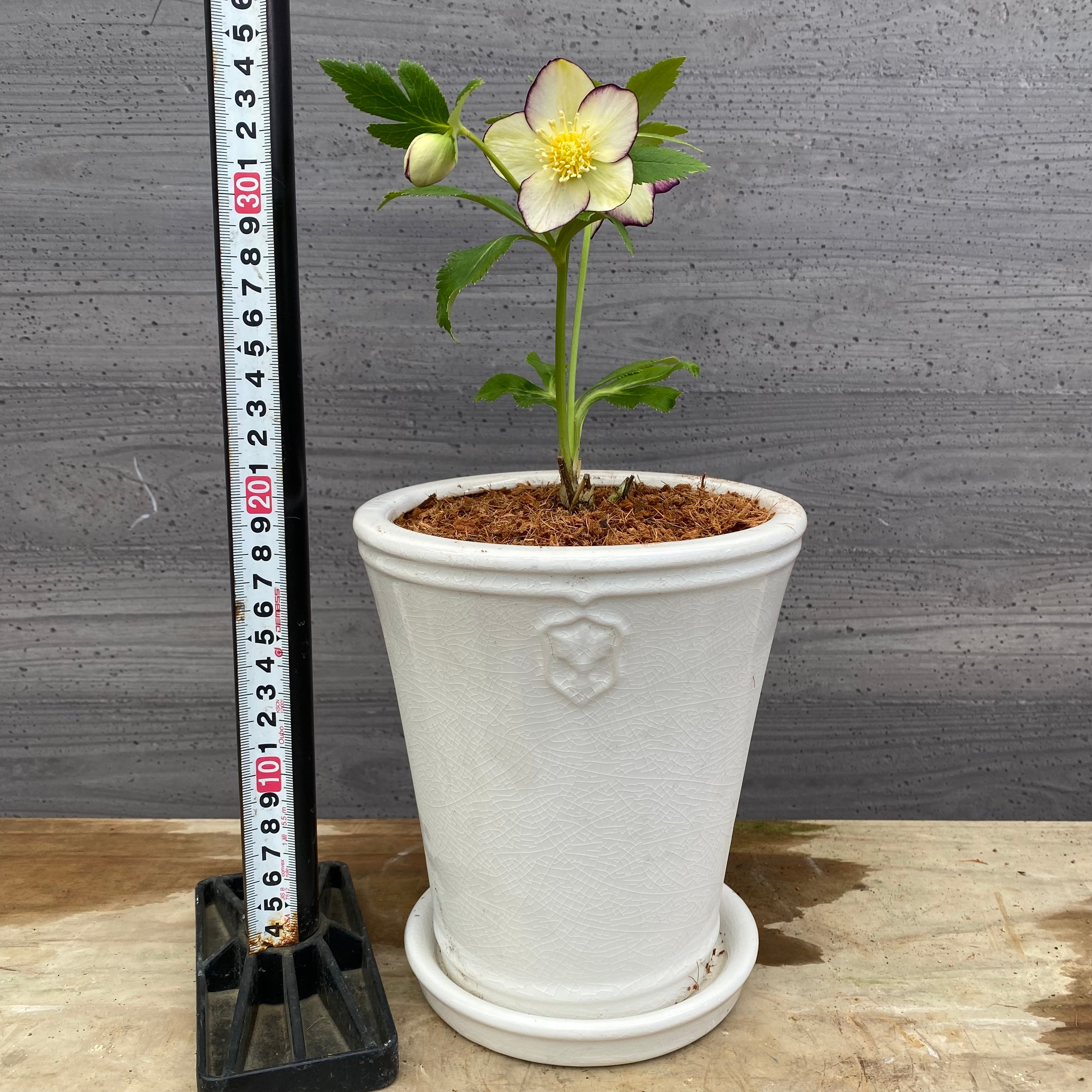 No.12042 クリスマスローズ 花郷園さんオリジナル5号陶器鉢 – 植物家族