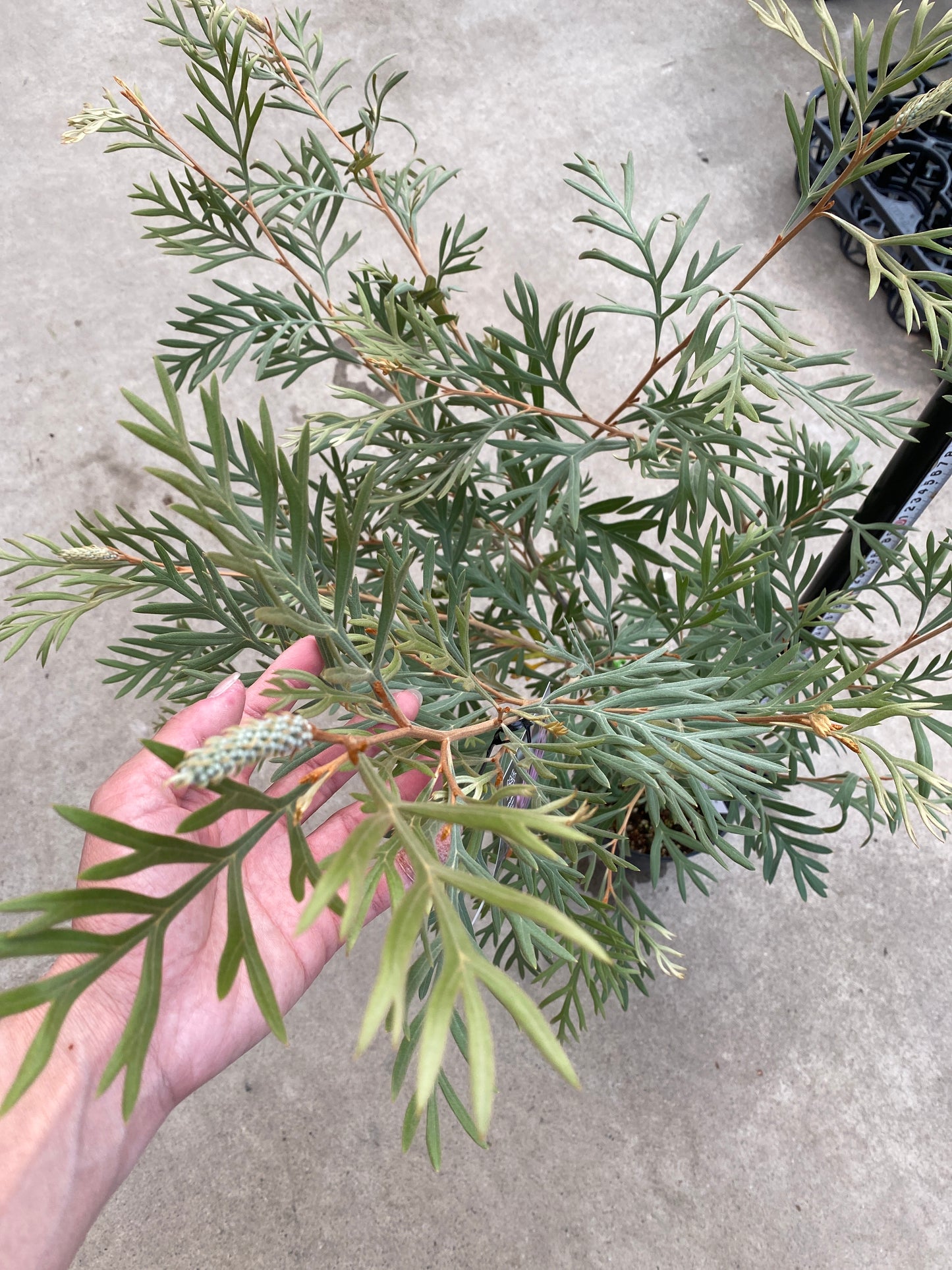 No.28034 グレビレア ドーンパープル 5号鉢