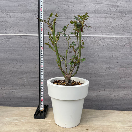 薔薇 サシェ 7号おすすめ白ポット NOVA