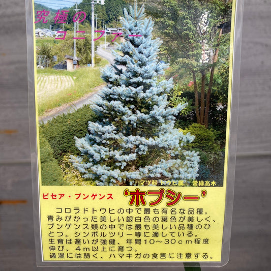 ピセア プンゲンス ホプシー 9号鉢