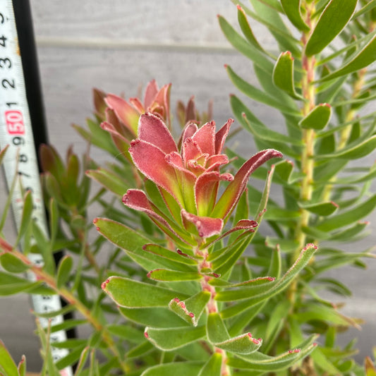 No.12029 ミメティス クラッカージャックレッド グレープラ鉢