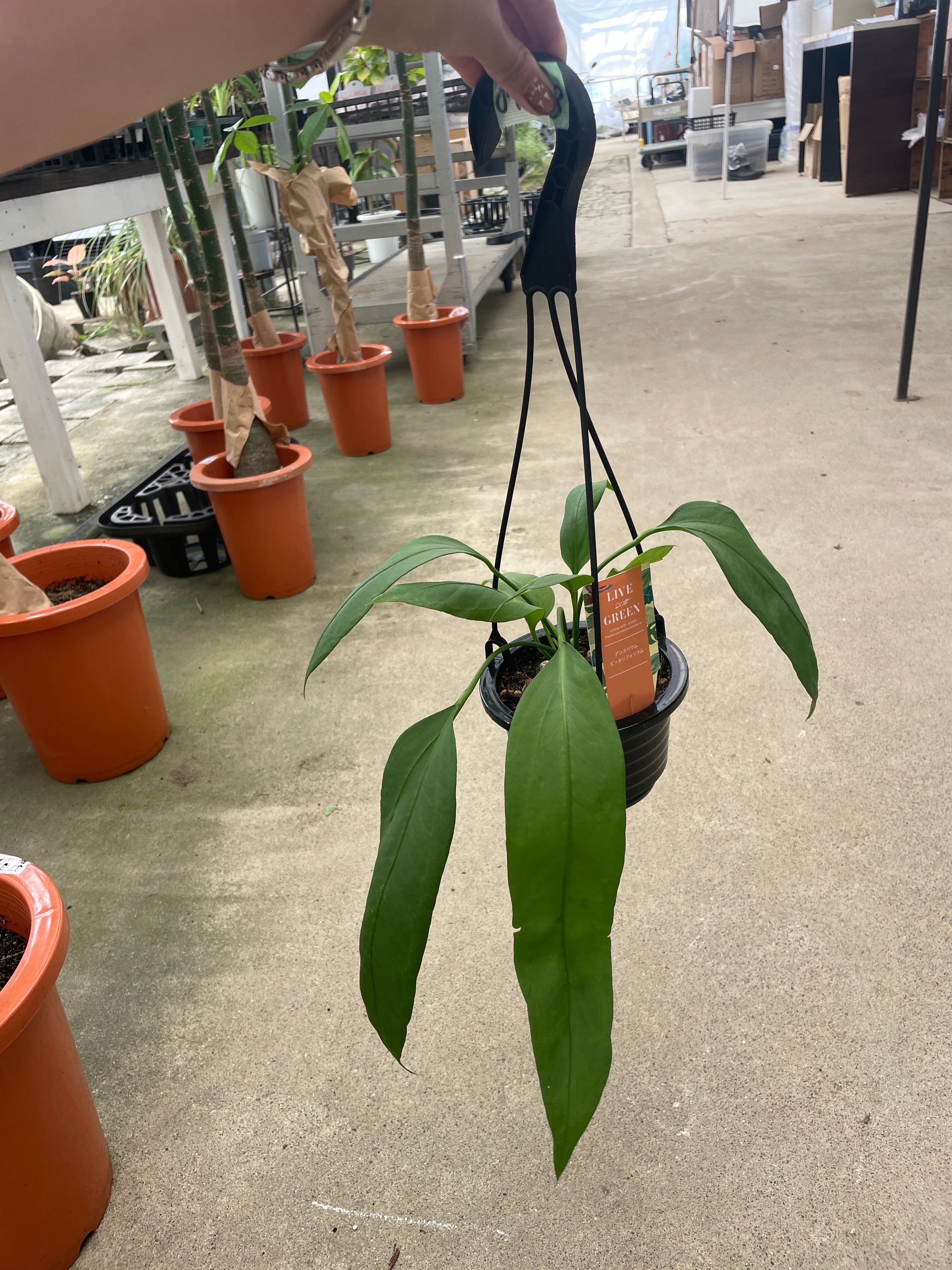 No.07088 アンスリウム ビッタリフォリウム 4号吊り鉢 – 植物家族