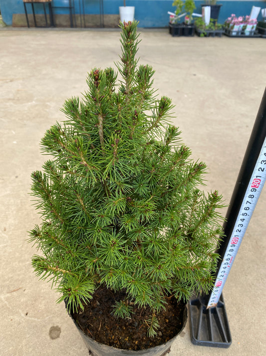 ピセア カナダトウヒ 6号苗ポット