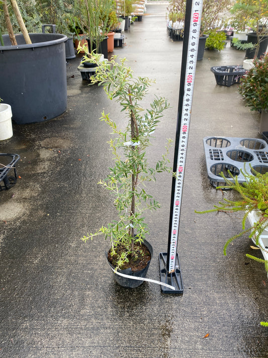 農場創業祭 No.26041 グレビレア プーリンダシグネット 4号苗ポット