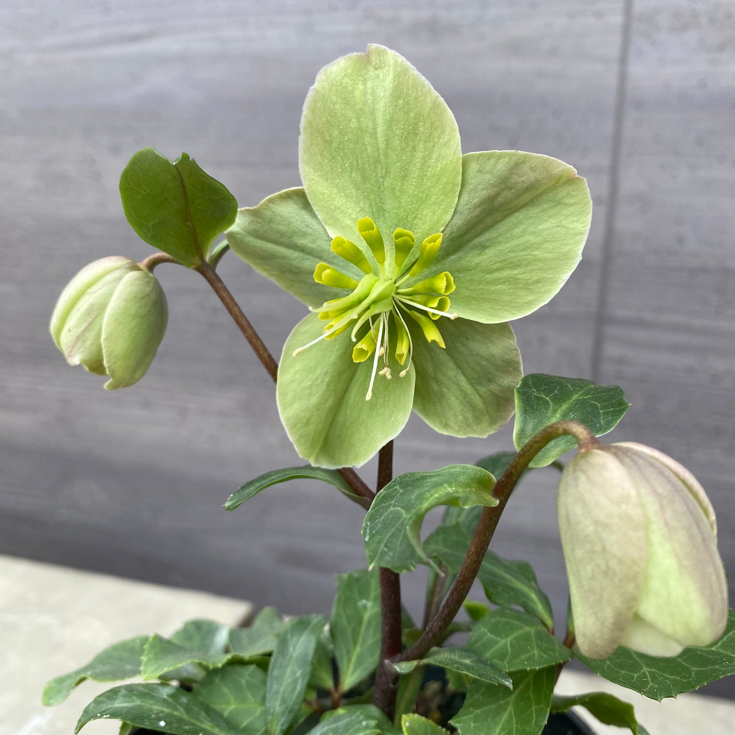 06020 クリスマスローズ 3.5号鉢