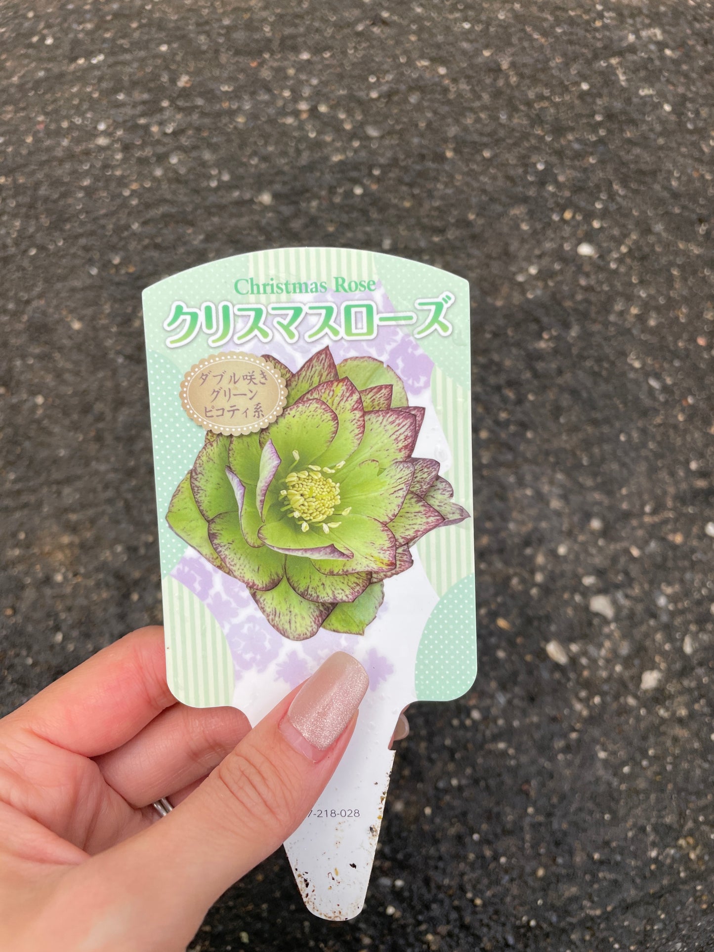 M23 クリスマスローズ ダブル咲き グリーンピコティ系 5号鉢