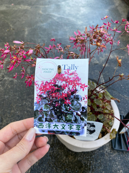 農場創業祭 No.26016 西洋大文字草 タリー 6号オリジナルベージュポット