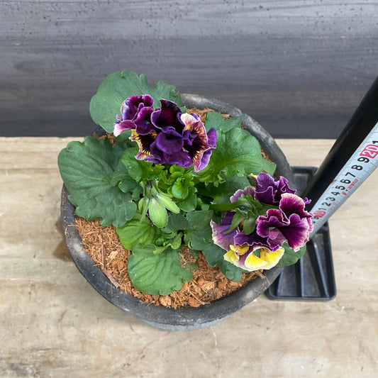 寄せ植えG キューガーデンポット