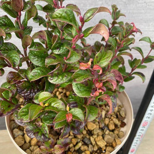 ルコテー カーリーレッド 7号スリット鉢/オリジナル色