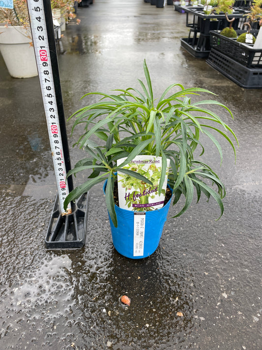 M50 クリスマスローズ フェチダス 3.5号苗ポット