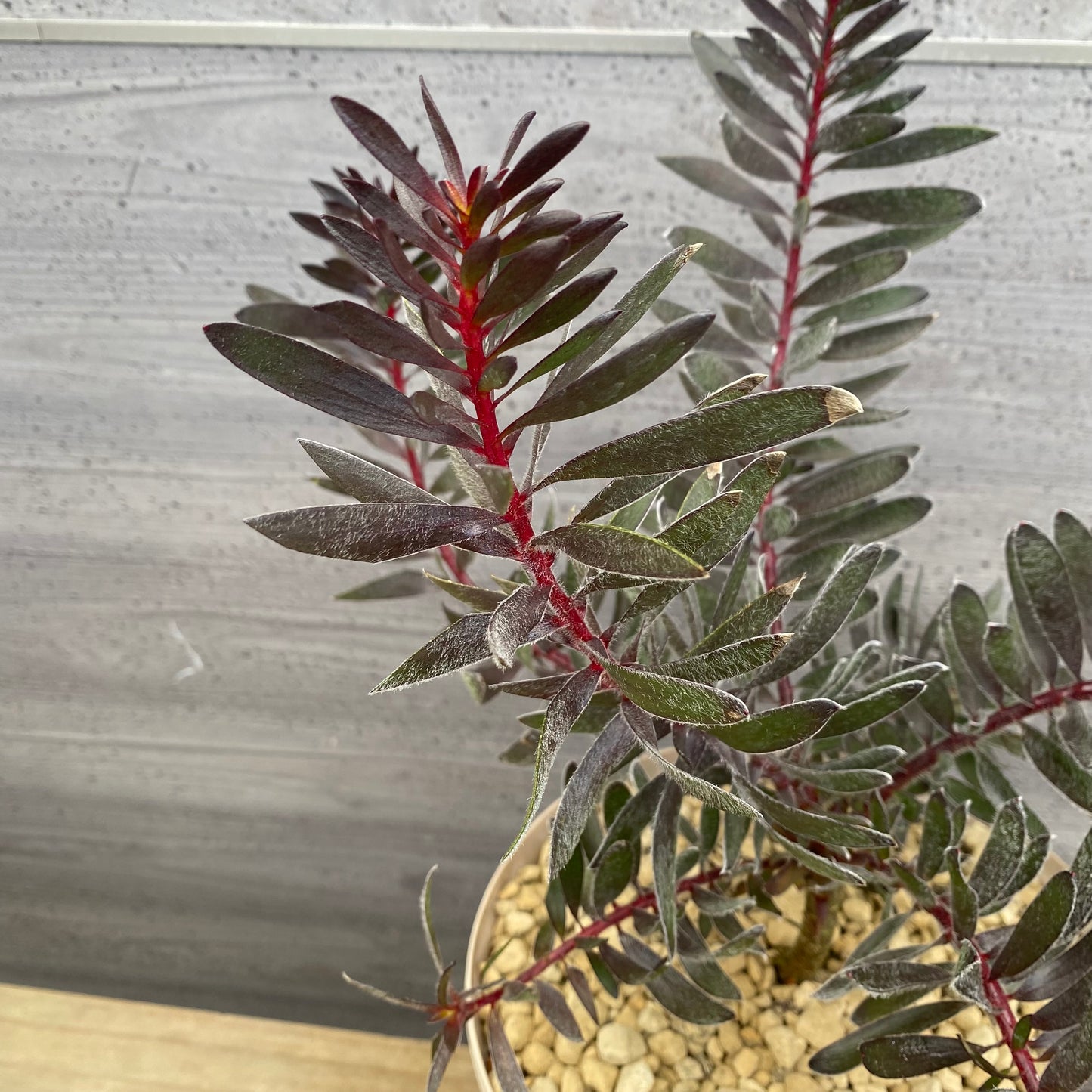 リューカデンドロン バーガンディーサンセット 7号スリット鉢/オリジナル色