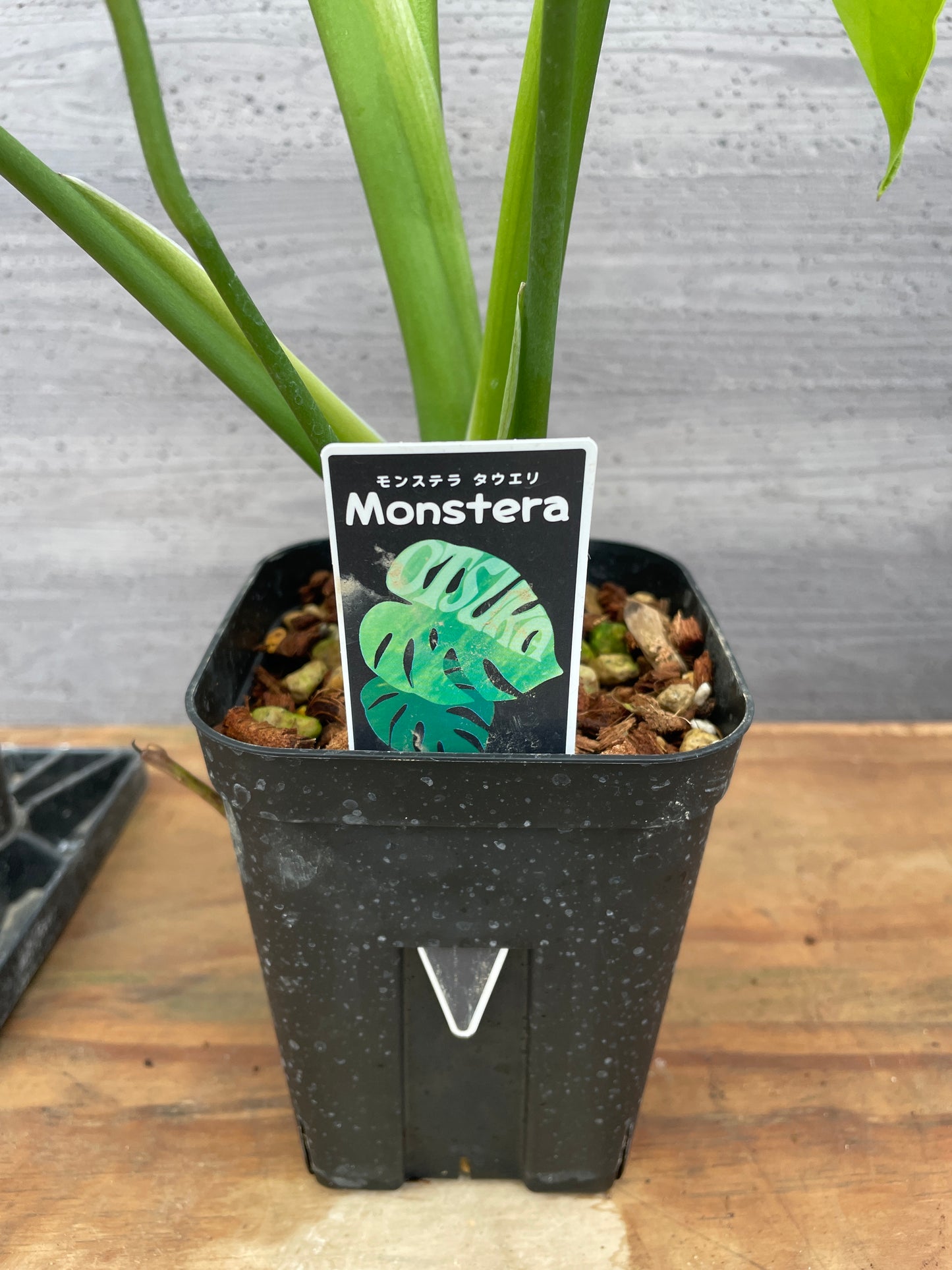 モンステラ タウリエ 3号鉢