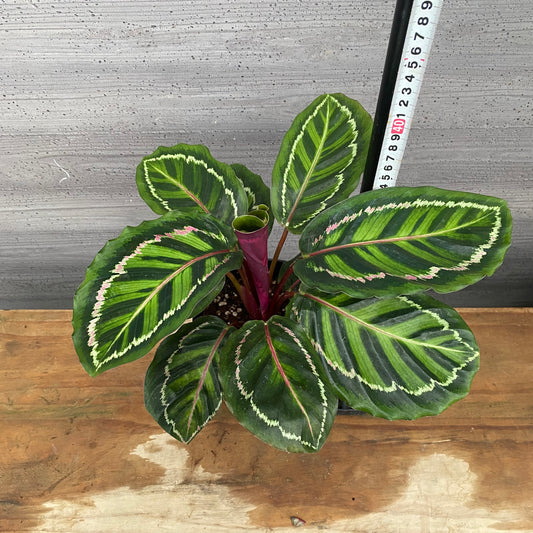 市場仕入れ即売会 No.25036 カラテア ロゼオピクタ 5号鉢