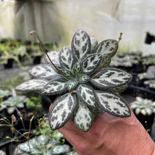 URBAN JUNGLE特集★U46 プリムリナ シノベタノニカ 3号鉢