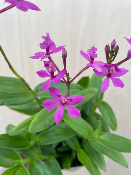 4/14 仕入れ即売会 No.002 エピデンドラム プリティーレディー 3号鉢