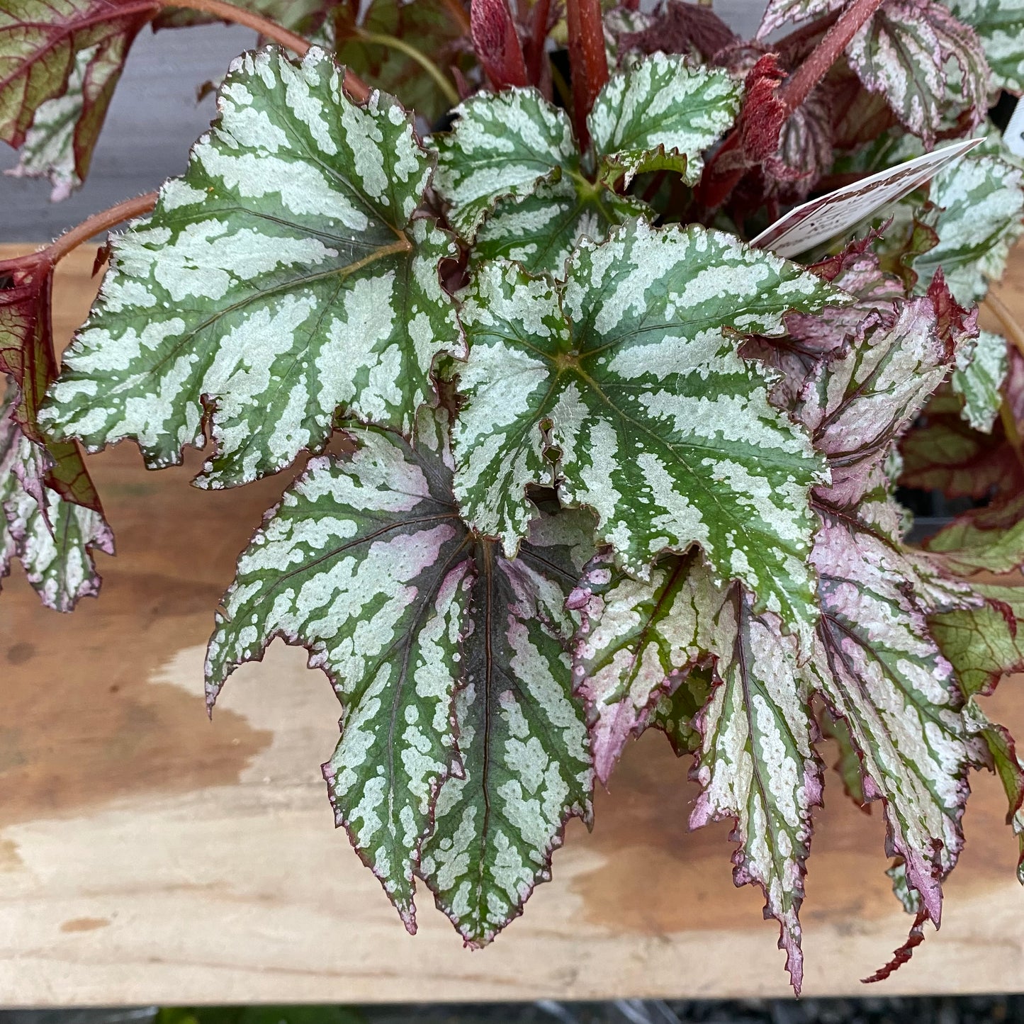 市場仕入れ即売会 No.25008 レックスベゴニア ベニトチバ 4号鉢