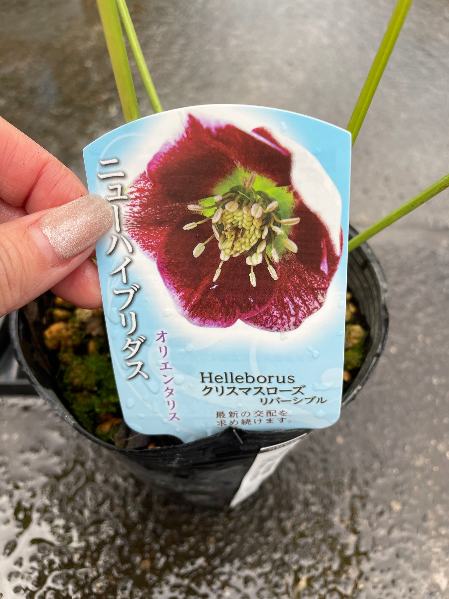 M27 クリスマスローズ リバーシブル 4.5号苗ポット