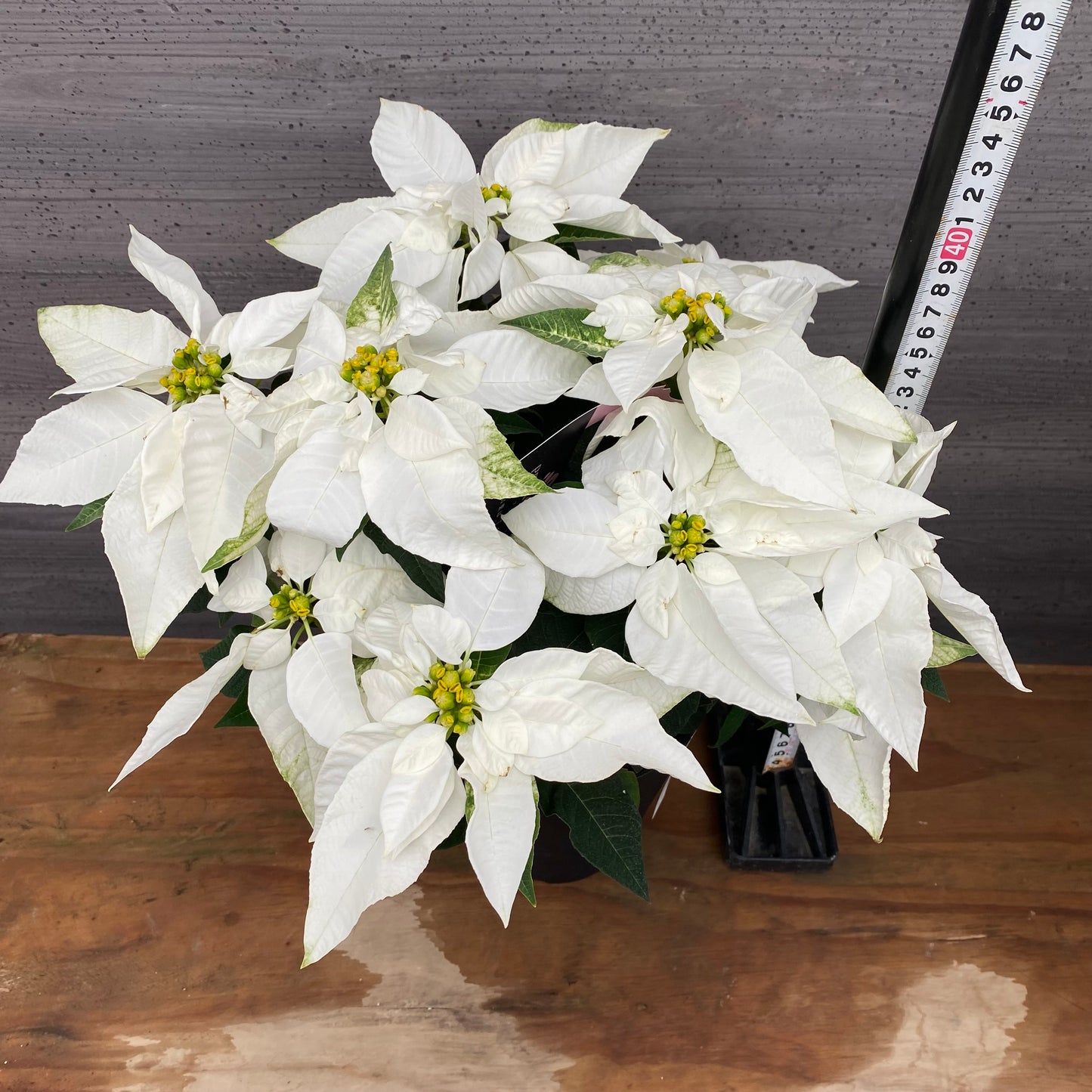 市場仕入れ即売会 No.25005 プリンセチア 色 5号鉢