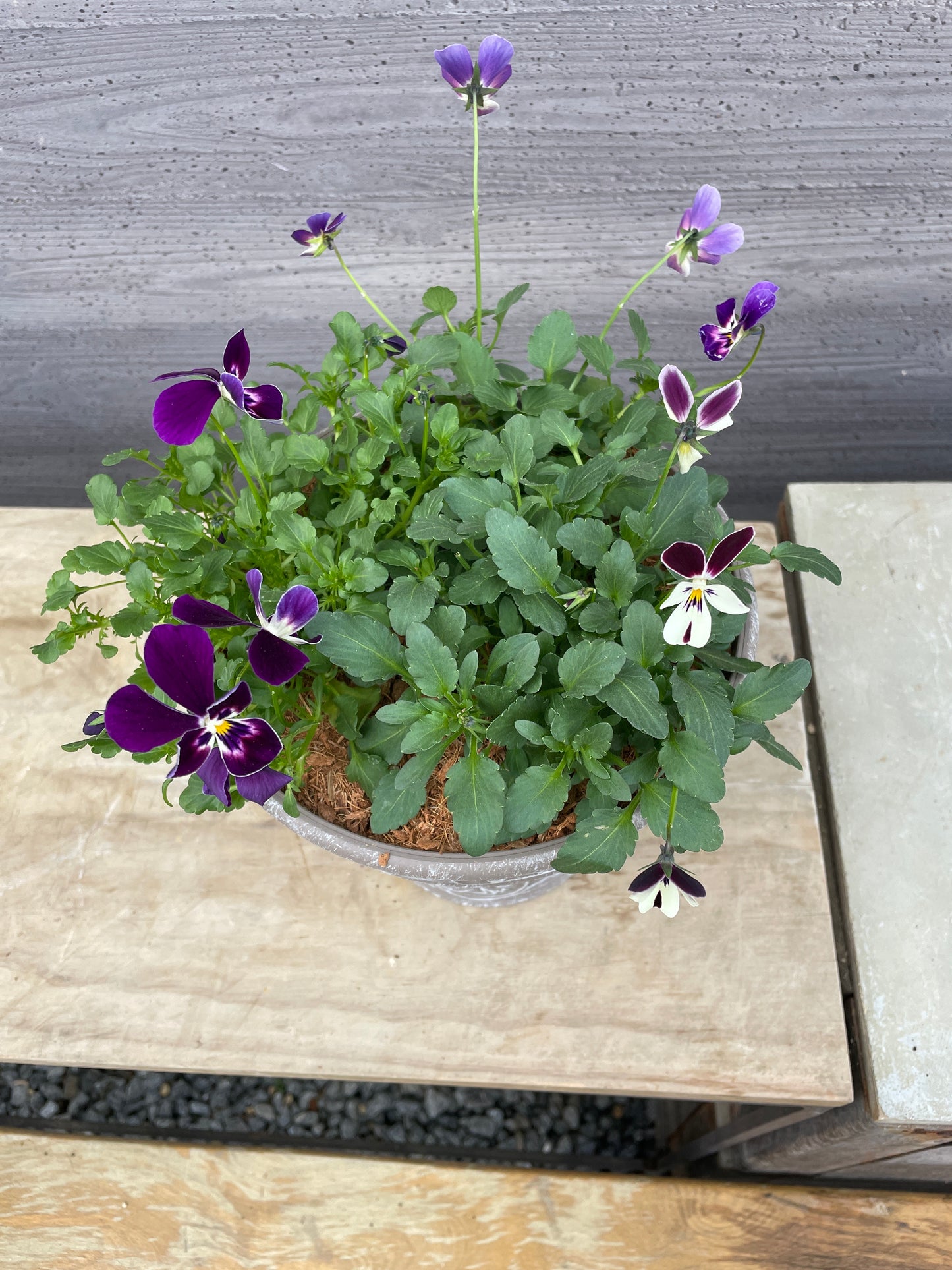 ビオラ 寄せ植え