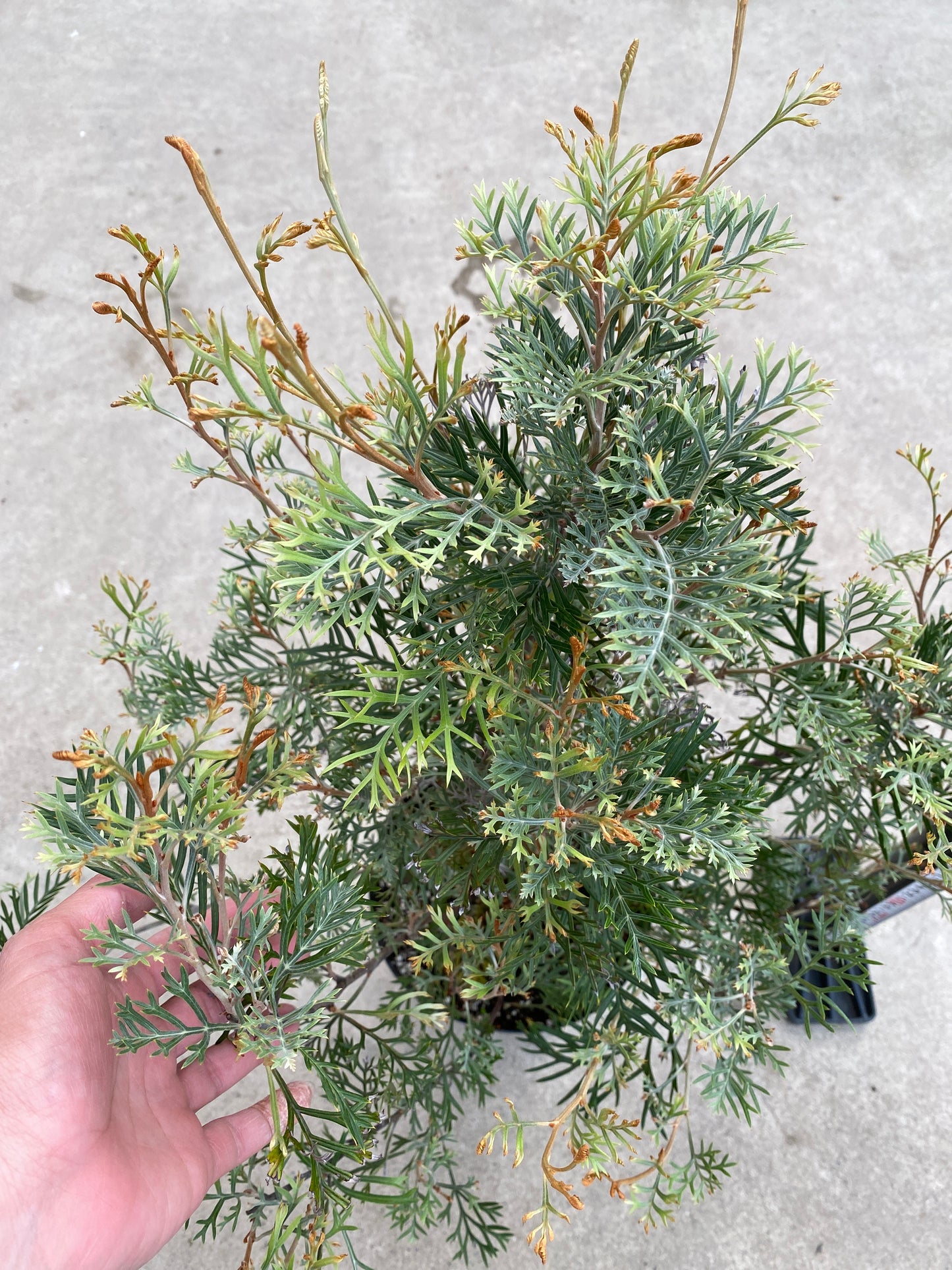 No.28035 グレビレア クリームパッション 5号鉢