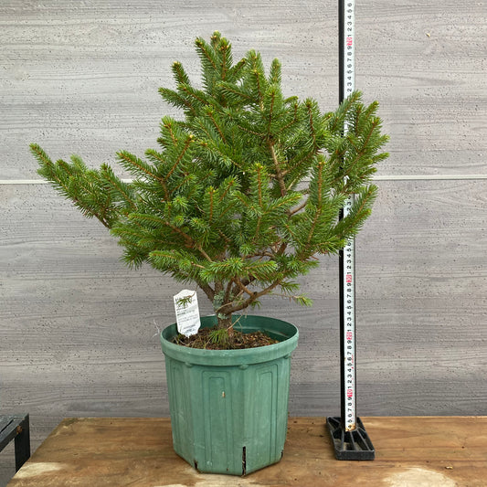 市場仕入れ即売会 No.25090 ピセア 8号鉢