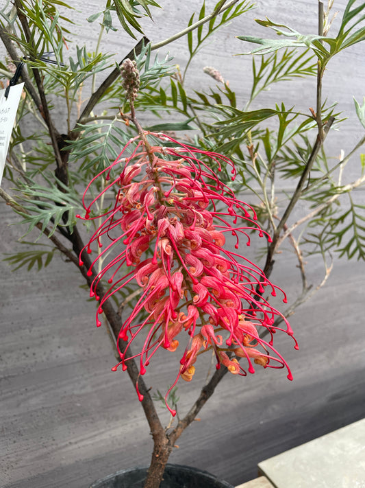 No.10015 グレビレア ロビンゴードン 7号鉢