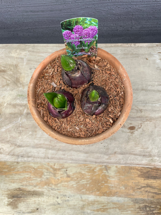 ヒアシンス パープルセンセーション キューポット