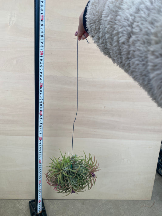 M006 ティランジア イオナンタボール