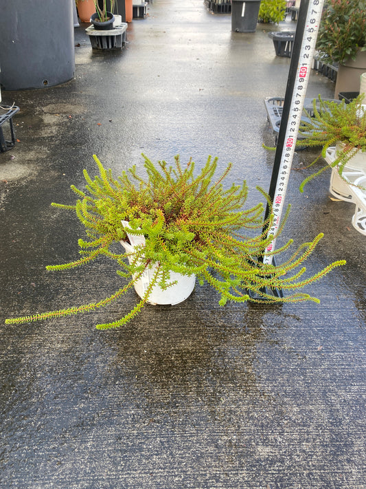 農場創業祭 No.26038 エンペトルム バーンスタイン 5号鉢