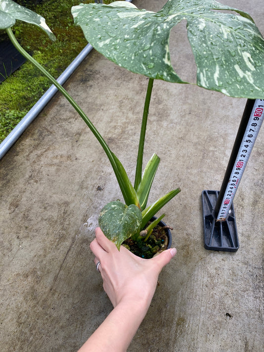 農場創業祭 No.26168 モンステラ タイコンステレーション 3号鉢