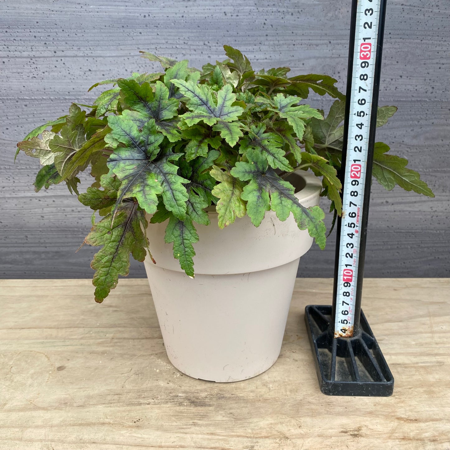 ティアレラ シュガーアンドスパイス 6号オリジナルポット