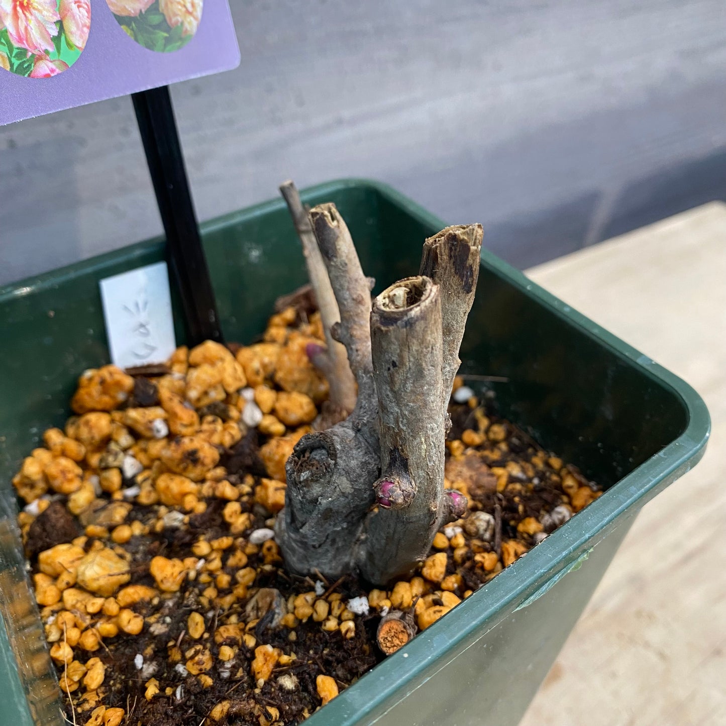 芍薬 スクランディドゥアンブシャス