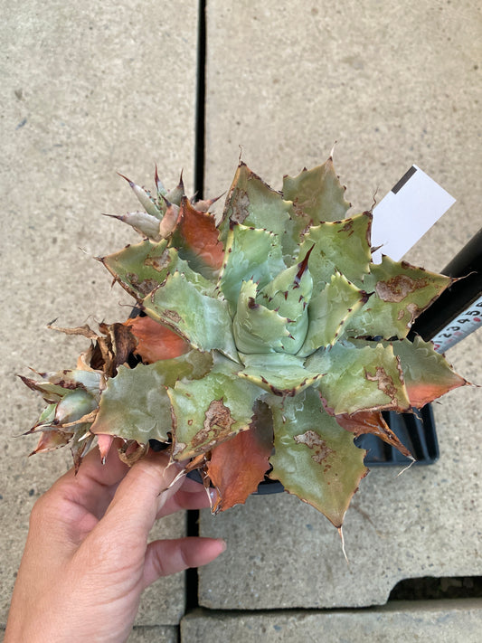 農場創業祭 No.18224 アガベ 雷神