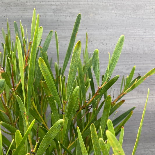 No.12035 アカシア グレープラ鉢