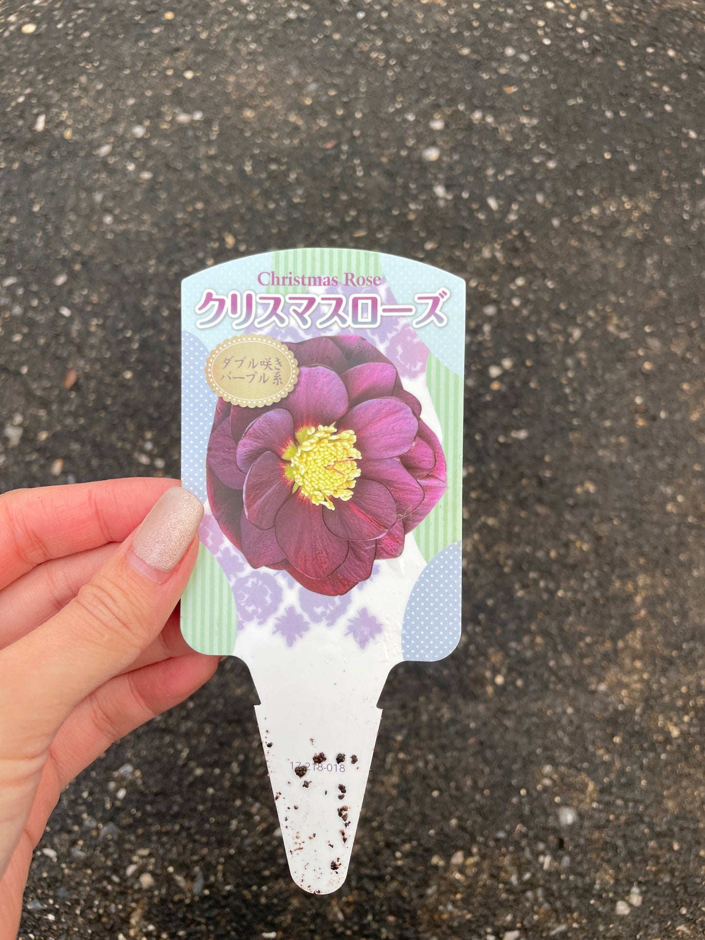 M24 クリスマスローズ ダブル咲き パープル系 5号鉢