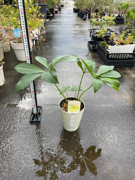 M22 クリスマスローズ ダブル咲き イエロー系 5号鉢